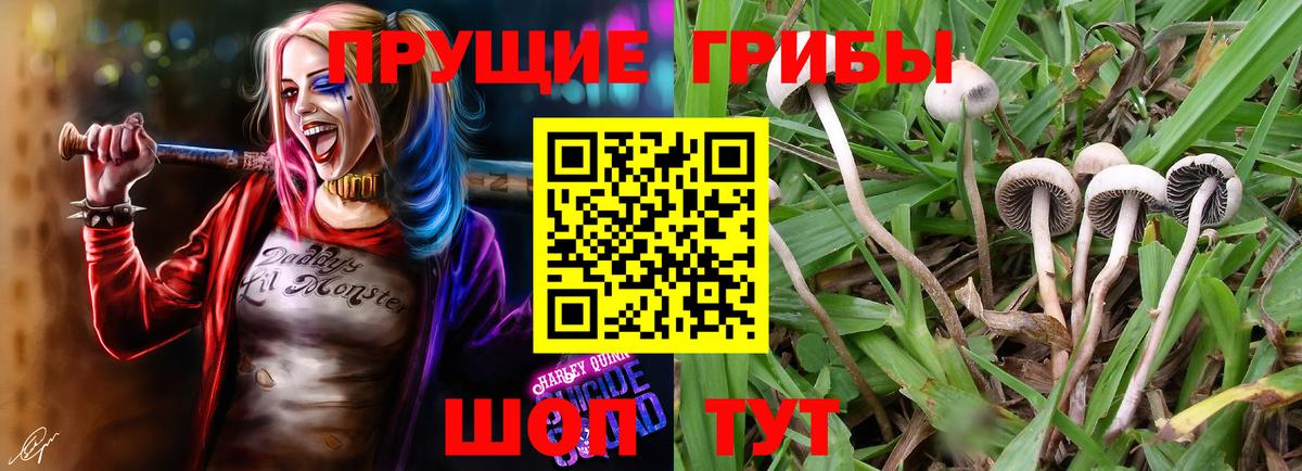 наркошоп  Электросталь  Галлюциногенные грибы Psilocybe 